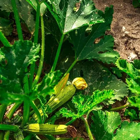 Appartamento Pool Appartament *