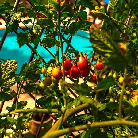 Pool Appartament * Forio di Ischia