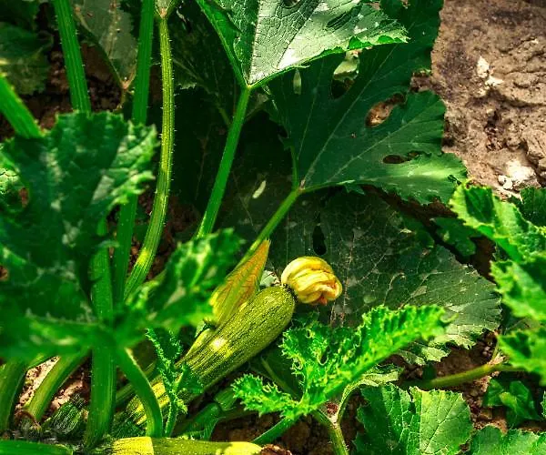 公寓 Pool Appartament *